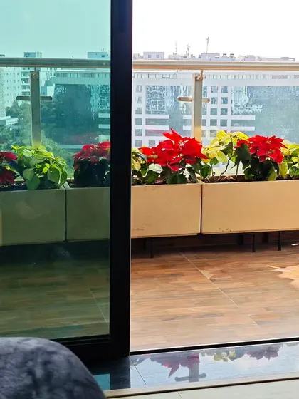 Adding festive color to a balcony with bright red Poinsettia plants. These planters are perfect for adding seasonal charm to any apartment space.