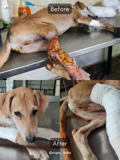 A powerful before and after from April, showing a dog's recovery from a degloving injury on its leg.
