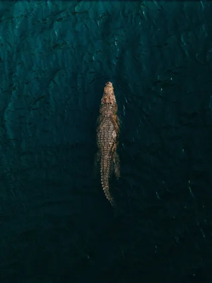 Sometimes you find the most unexpected things when you fly. I spotted this crocodile in the backwaters of Bhopal during the monsoon season. It's a rare and powerful shot that reminds me how much unseen life thrives just beyond our view.