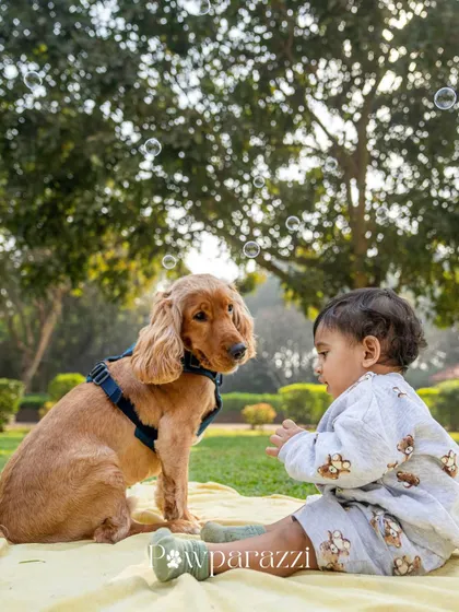 A sweet photo of a toddler and a cocker spaniel looking at each other, surrounded by bubbles in a park.