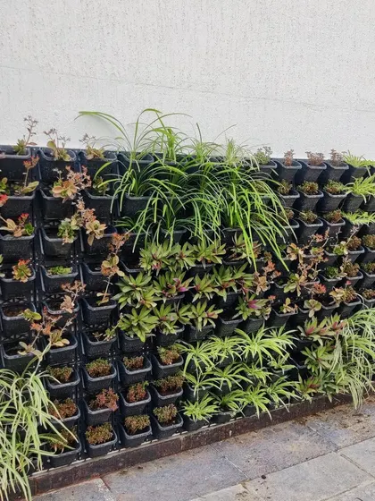 Another example of a modular vertical garden system, planted with a mix of succulents and spider plants, which are great low-maintenance options for live walls.