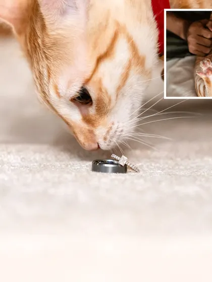 A close-up of Toffee the cat inspecting the engagement rings. This macro shot is a creative and charming way to announce your big news.