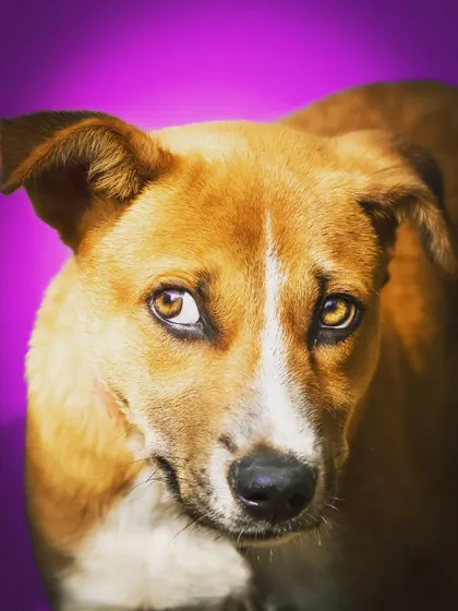 Simba the indie, looking smart and sly against a bold purple background. Studio portraits are a great way to let your pet's personality shine with a pop of color.