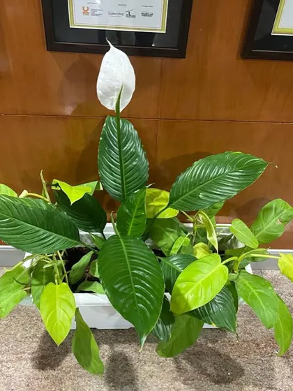 A Peace Lily with its elegant white flower, combined with other green plants in a trough planter.