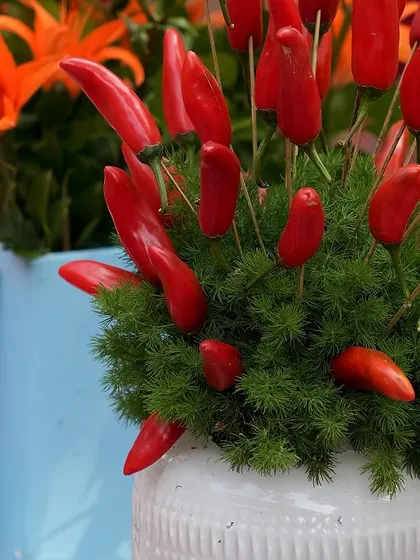 A macro shot of the red chilli centerpiece, a bold and unconventional choice that perfectly fits the fiery fiesta theme.