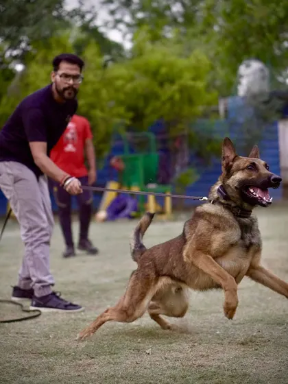 Here is Max in motion, showcasing the incredible power and athleticism that I select for in my breeding program. As the sire of the exceptional Max x Thunder litter, his genetics are key to producing the next generation of high-performance working dogs.