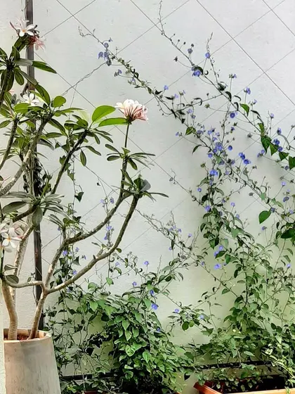 A close-up of a wall garden project, showing delicate flowering climbers trained on a trellis alongside a potted Temple Tree. This combination creates a beautiful, textured green wall with seasonal color.
