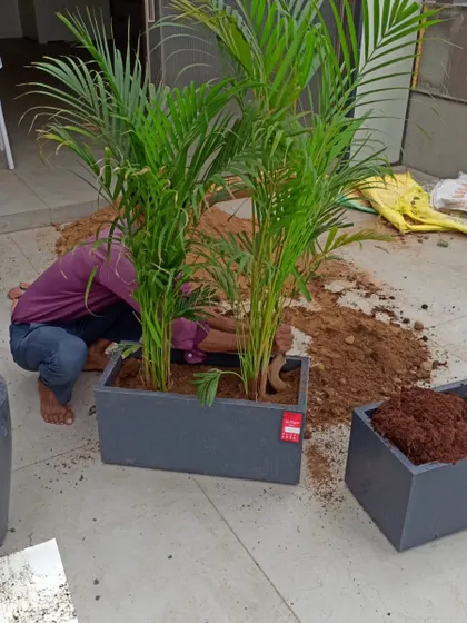Two large Areca Palms being potted in a modern planter. This behind-the-scenes shot shows the physical work that goes into creating a beautiful and lasting plant arrangement.