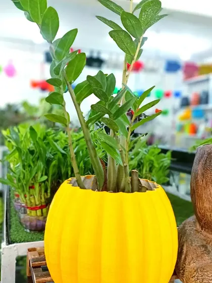 We show a yellow textured planter holding upright green stems, with more colorful pots visible behind the plant display.