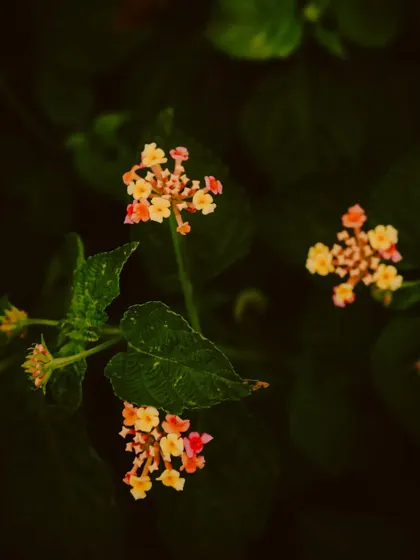 Small, colorful lantana flowers. Even common garden flowers have a special beauty when you look at them up close.
