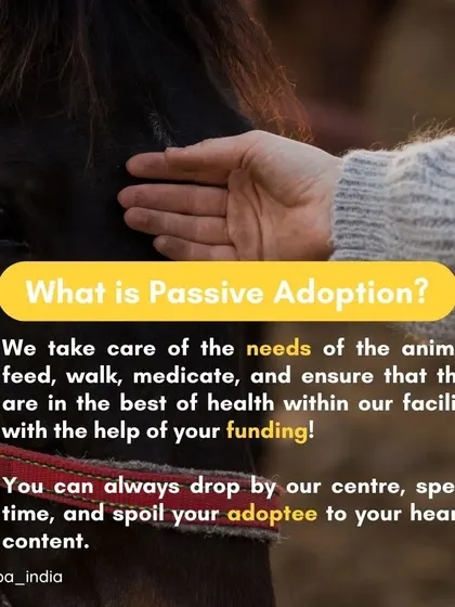 Passive adoption means you fund an animal's needs while we provide the daily care at our facility. You can visit your adoptee anytime and build a lifelong friendship.