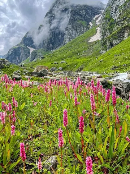 A field of beautiful pink flowers along the Hampta Pass trek route. The journey is filled with vibrant colours and natural beauty.