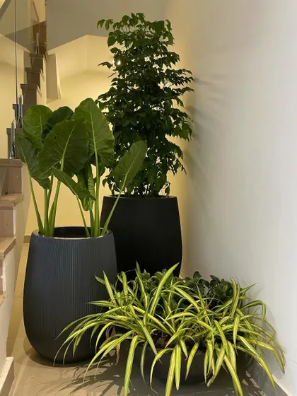 Creating a lush green corner by the stairs. We grouped a tall Radermachera with a broad-leaf Alocasia and other foliage plants in textured black pots to make this transitional space feel more alive.