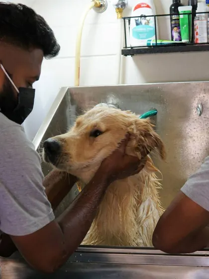 Our team works together to ensure large breeds like this Golden Retriever are comfortable and secure in our full-sized tub during their wash.