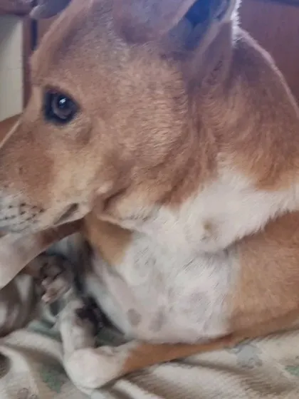 Here is Ringo curled up and comfortable on his blanket. My goal is to ensure every dog I rescue gets to feel this safe and cherished, first with me, and then forever in their new home. He is a true highness.