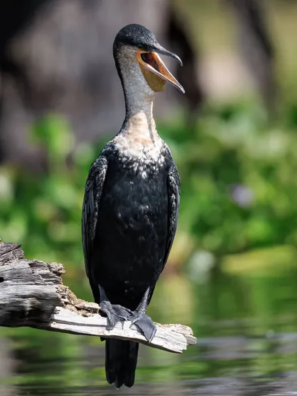 The African White-breasted Cormorant, a subspecies of the Great Cormorant, opens its beak. We often spot them drying their wings on rocks or dead trees near the water's edge.