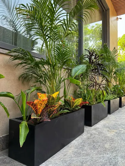 A closer look at the walkway planter boxes, filled with a vibrant mix of Areca Palms and colorful Crotons. The contrast of colors and textures is just beautiful.