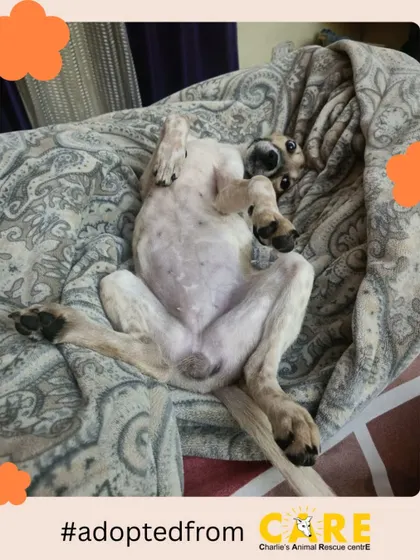 The ultimate sign of a happy, trusting dog: the full belly-up pose. Sora is clearly living her best life, and we couldn't be more thrilled for her.