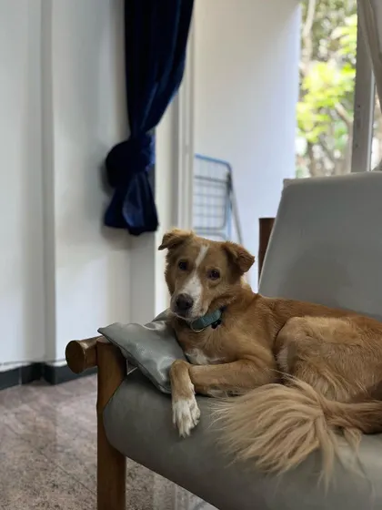 A moment of quiet contemplation for Luffy on his favorite chair. I make sure to provide a calm and predictable environment to help manage any dog anxiety.
