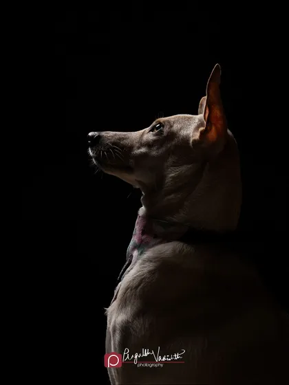 A dramatic, low-key portrait of Penny. The light just catches the side of her face, emphasizing her elegant form and creating a powerful, artistic image. This style of photography shows the depth and soul of the animal.