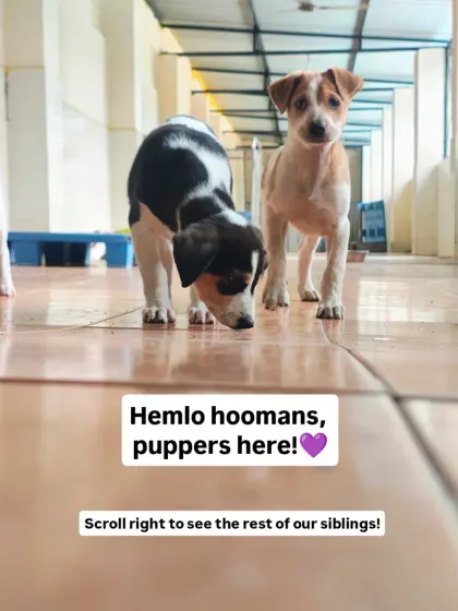 "Hemlo hoomans, puppers here!" This adorable pair is part of a litter of indie pups looking for their forever homes. They are shy but sweet, and ready to be socialized in a loving environment.
