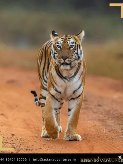 A majestic Bengal Tiger confidently patrols its territory on a jungle path in one of India's premier reserves. We design our expert-led safaris in parks like Ranthambore to maximize your chances for such powerful, up-close encounters with these magnificent big cats.