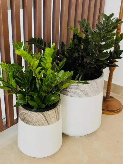 A pair of ZZ plants, one regular and one raven, in matching modern planters. This shows how you can play with different varieties of the same plant for a stylish and cohesive look.