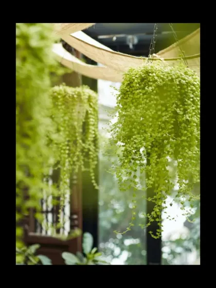 We used hanging plants and a simple fabric canopy to soften the light and add to the feeling of being in a tranquil garden. These natural elements contribute to the calm atmosphere of the cafe.