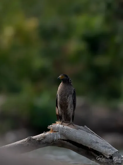 A Crested Serpent Eagle perched on a dead log, its distinctive crest visible.