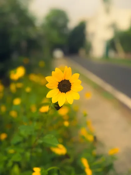 A single sunflower by the roadside. The phone's portrait mode created a lovely soft background, making the flower the star of the shot.