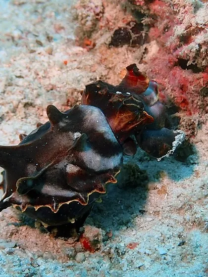 A Flabellina cuttlefish, showcasing its vibrant colors. The variety of marine life here is endless.