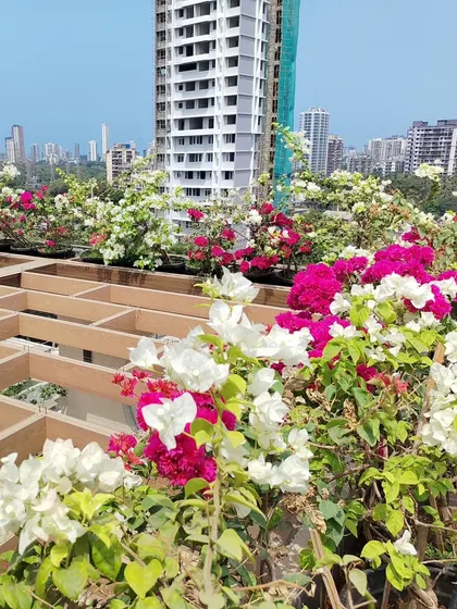 A close-up of the vibrant pink and white Bougainvillea flowers that bring so much life to this terrace garden. These are hardy plants that thrive in Mumbai's climate.
