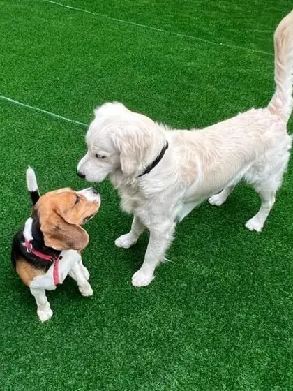 Two friends meeting in the yard. I love seeing dogs of different breeds and sizes become buddies here.