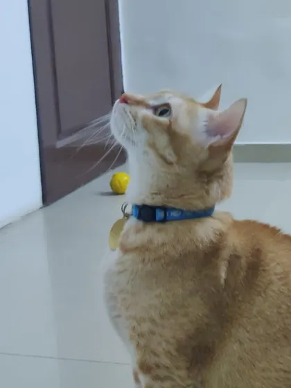 Peachu looking up with so much curiosity and innocence. He loves to play with his little yellow ball.
