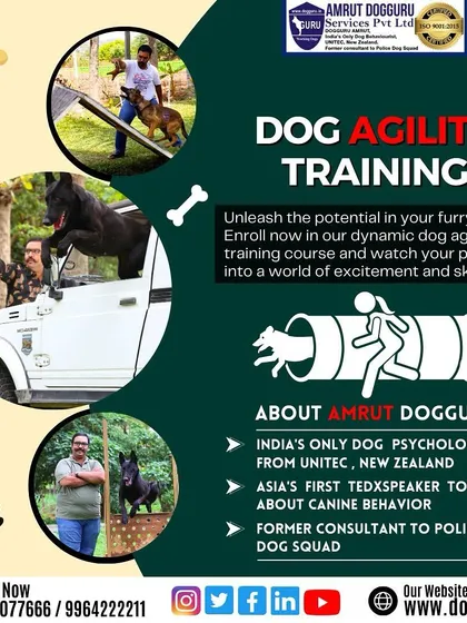 This dynamic graphic shows how our agility course can help your dog leap into a world of excitement and skill, improving their physical and mental well-being.
