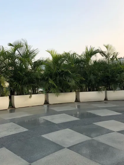 Areca Palms lined up on a terrace. Their feathery fronds look beautiful against the open sky and add a resort-like feel to the space.