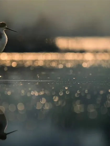 A Black-winged Stilt is perfectly reflected in the water, with the sparkling bokeh of the sunrise creating a magical effect. This is urban wildlife at its most beautiful.