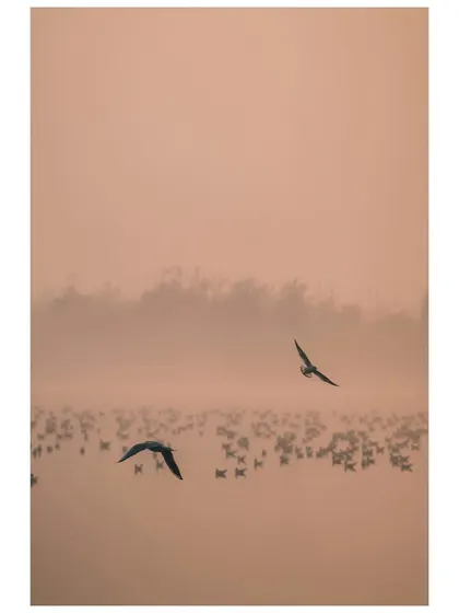Two birds fly over a flock resting on the misty surface of the Yamuna River. The soft, hazy light creates a peaceful and minimalist landscape.