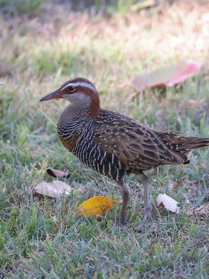 The Buff-banded Rail is a common bird in Australia and across the Asia-Pacific region. They are often secretive but can sometimes be seen foraging in open grassy areas.
