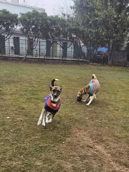 Siblings Pari and Jumper running together in their winter sweaters. They love chasing each other across the lawn.