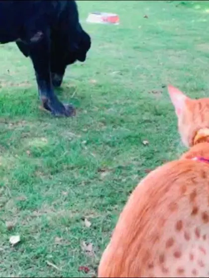 A curious cat observes a dog from a safe distance. Our large space allows for different species to coexist peacefully, and we carefully manage interactions to ensure everyone is comfortable.