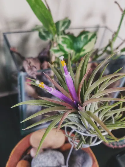 A duplicate image showing the beautiful flowering Air Plant.