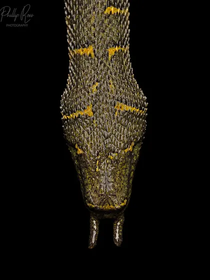 A top down view of the Tentacled Snake's head, showing the unique texture of its scales and the placement of its twin tentacles.