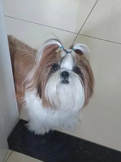 A beautiful, stylish look for this Shih Tzu. Keeping long hair tied back and neatly groomed prevents eye irritation and matting.