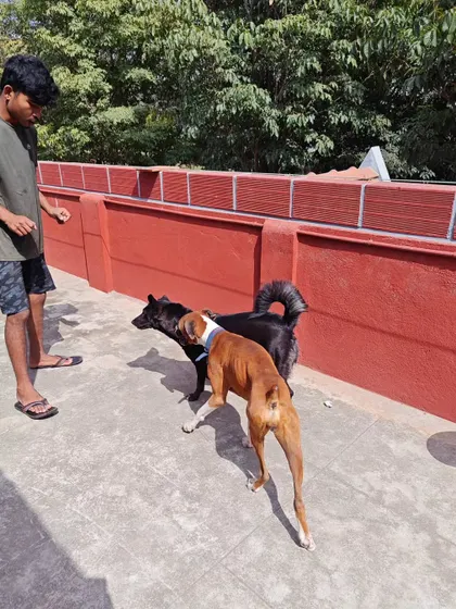 It feels good to be back doing what I love: hosting and training these wonderful kiddos. Here, a boxer and another dog are getting to know each other under supervision on our terrace play area.