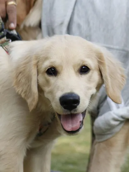 A cute puppy getting ready for his first big event. We create a safe and welcoming atmosphere for pets of all ages.