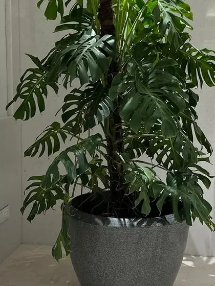 A single, large Monstera deliciosa in a stylish pot can become a living sculpture. It's a perfect choice for a minimalist corner, adding a bold, tropical feel and improving indoor air quality.
