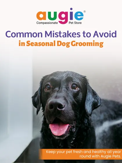 Avoid these common mistakes in seasonal dog grooming to keep your pet fresh and healthy all year. From brushing to paw care, we have every detail covered to make grooming stress-free.