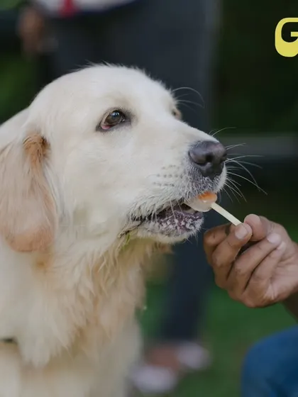 This happy golden retriever is enjoying a 'Clucking Popsicle' to beat the heat.