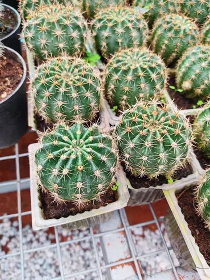 Trays of healthy, young cacti ready for potting. I offer many different types, from the classic round shapes to more unusual varieties.